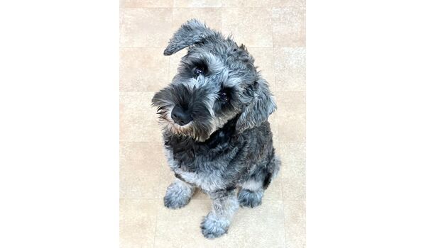犬のしつけ教室・出張レッスン・無駄吠えの矯正レッスンを行うドッグスクールヴィッセの新入生です。　　～6月16日～
