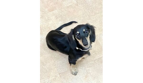 犬のしつけ教室・出張レッスン・無駄吠えの矯正レッスンを行うドッグスクールヴィッセの今日のわん子達～6月24日～