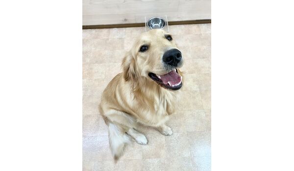 犬のしつけ教室・出張レッスン・無駄吠えの矯正レッスンを行うドッグスクールヴィッセの新入生です　　～7月4日～