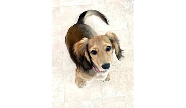 犬のしつけ教室・出張レッスン・無駄吠えの矯正レッスンを行うドッグスクールヴィッセの新入生です　　～7月14日～