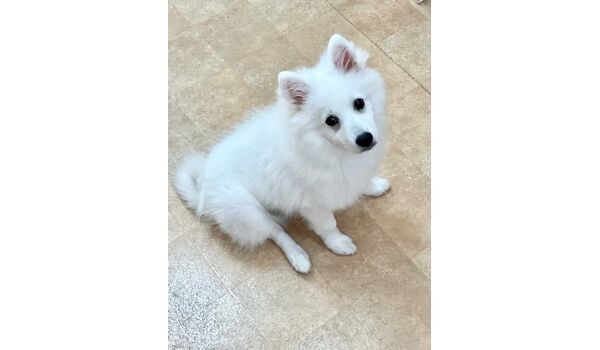 犬のしつけ教室・出張レッスン・無駄吠えの矯正レッスンを行うドッグスクールヴィッセの新入生です　　　～7月15日～