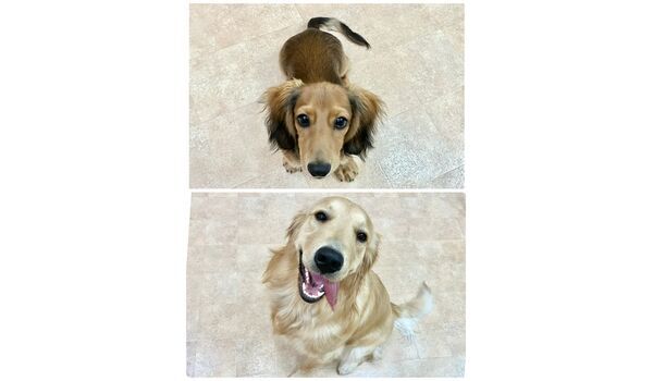 犬のしつけ教室・出張レッスン・無駄吠えの矯正レッスンを行うドッグスクールヴィッセの今日のわん子達～7月16日～