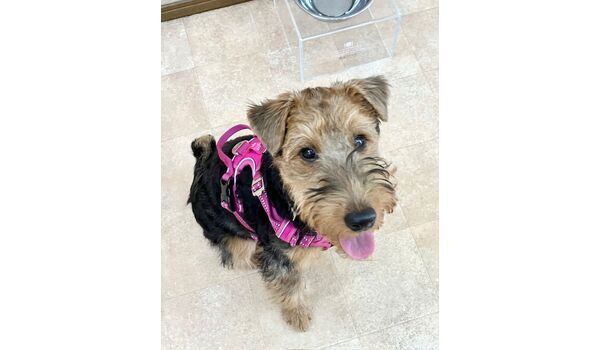 犬のしつけ教室・出張レッスン・無駄吠えの矯正レッスンを行うドッグスクールヴィッセの新入生です　　～7月18日～