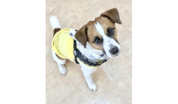 犬のしつけ教室・出張レッスン・無駄吠えの矯正レッスンを行うドッグスクールヴィッセの今日のわん子達～7月28日～