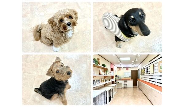 犬のしつけ教室・出張レッスン・無駄吠えの矯正レッスンを行うドッグスクールヴィッセの今日のわん子達～8月1日～