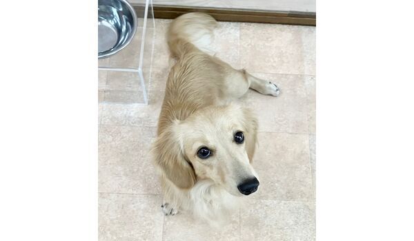 犬のしつけ教室・出張レッスン・無駄吠えの矯正レッスンを行うドッグスクールヴィッセの新入生です　　　～８月5日～