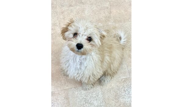 犬のしつけ教室・出張レッスン・無駄吠えの矯正レッスンを行うドッグスクールヴィッセの新入生です　　～８月23日～