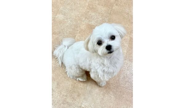 犬のしつけ教室・出張レッスン・無駄吠えの矯正レッスンを行うドッグスクールヴィッセの新入生です　　～８月26日～