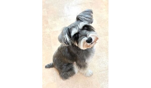 犬のしつけ教室・出張レッスン・無駄吠えの矯正レッスンを行うドッグスクールヴィッセの新入生です　　～８月29日～
