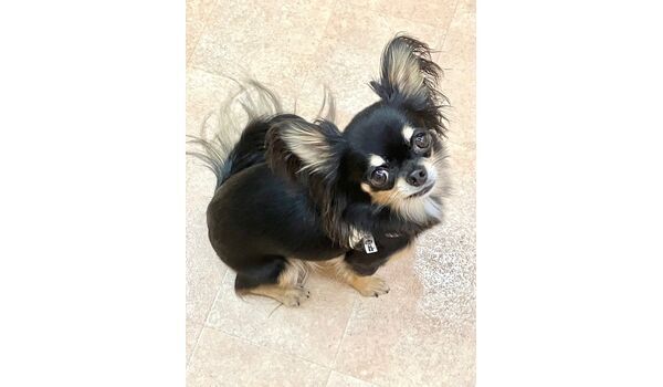 犬のしつけ教室・出張レッスン・無駄吠えの矯正レッスンを行うドッグスクールヴィッセの新入生　　　　～９月1日～