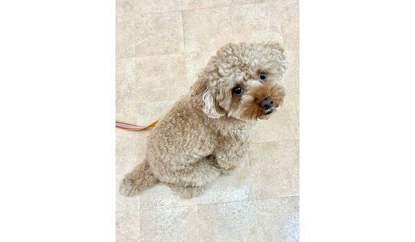 犬のしつけ教室・出張レッスン・無駄吠えの矯正レッスンを行うドッグスクールヴィッセの新入生です　　　～9月5日～