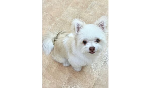 犬のしつけ教室・出張レッスン・無駄吠えの矯正レッスンを行うドッグスクールヴィッセの新入生です　　～9月11日～
