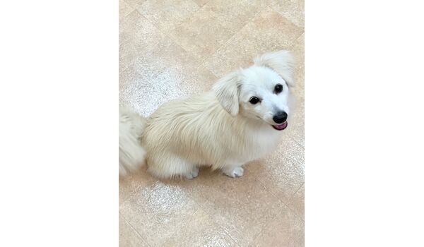 犬のしつけ教室・出張レッスン・無駄吠えの矯正レッスンを行うドッグスクールヴィッセの新入生　　　　～９月16日～