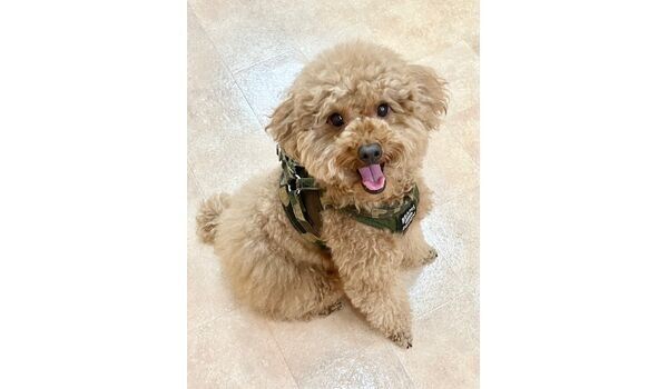 犬のしつけ教室・出張レッスン・無駄吠えの矯正レッスンを行うドッグスクールヴィッセの新入生～9月22日～
