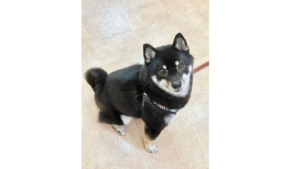 犬のしつけ教室・出張レッスン・無駄吠えの矯正レッスンを行うドッグスクールヴィッセの新入生～9月29日～