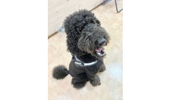 犬のしつけ教室・出張レッスン・無駄吠えの矯正レッスンを行うドッグスクールヴィッセの新入生～9月30日～