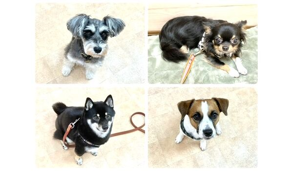 犬のしつけ教室・出張レッスン・無駄吠えの矯正レッスンを行うドッグスクールヴィッセの今日のわん子達～10月4日～