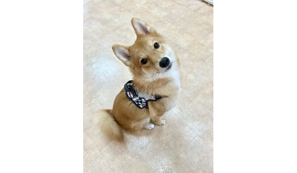 犬のしつけ教室・出張レッスン・無駄吠えの矯正レッスンを行うドッグスクールヴィッセの新入生～10月6日～