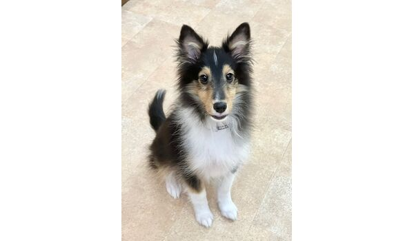 犬のしつけ教室・出張レッスン・無駄吠えの矯正レッスンを行うドッグスクールヴィッセの新入生～10月10日～