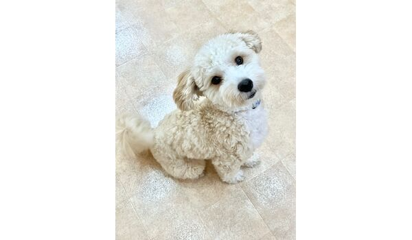 犬のしつけ教室・出張レッスン・無駄吠えの矯正レッスンを行うドッグスクールヴィッセの新入生～10月21日～