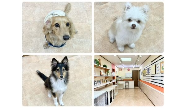 犬のしつけ教室・出張レッスン・無駄吠えの矯正レッスンを行うドッグスクールヴィッセの今日のわん子達です。～10月22日～
