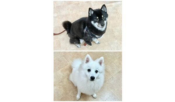 犬のしつけ教室・出張レッスン・無駄吠えの矯正レッスンを行うドッグスクールヴィッセの今日のわん子達～10月25日～
