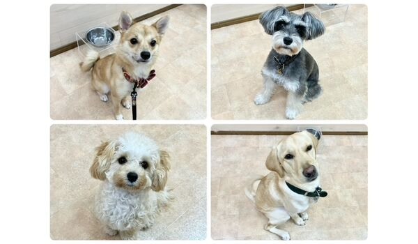 犬のしつけ教室・出張レッスン・無駄吠えの矯正レッスンを行うドッグスクールヴィッセの今日のわん子達～10月26日～