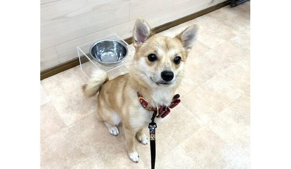 犬のしつけ教室・出張レッスン・無駄吠えの矯正レッスンを行うドッグスクールヴィッセの新入生～10月27日～