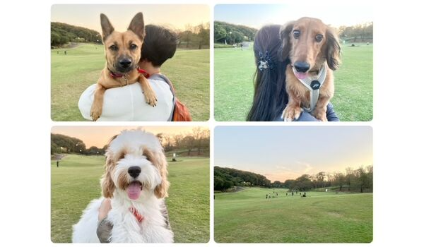 犬のしつけ教室・出張レッスン・無駄吠えの矯正レッスンを行うドッグスクールヴィッセの今日のわん子達～10月30日～