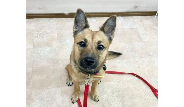 犬のしつけ教室・出張レッスン・無駄吠えの矯正レッスンを行うドッグスクールヴィッセの新入生～10月31日～