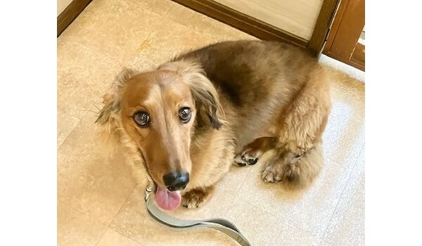 犬のしつけ教室・出張レッスン・無駄吠えの矯正レッスンを行うドッグスクールヴィッセの新入生～11月3日～
