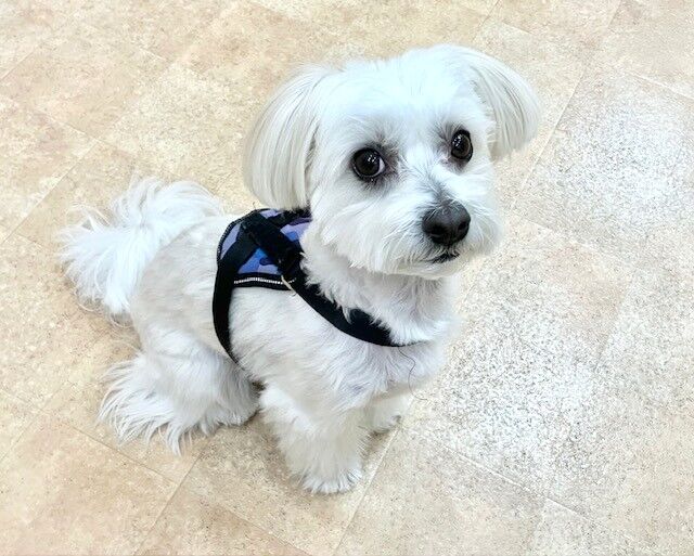 犬のしつけ教室・出張レッスン・無駄吠えの矯正レッスンを行うドッグスクールヴィッセ　新入生紹介～1月13日～