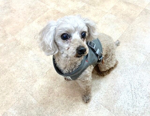 犬のしつけ教室・出張レッスン・無駄吠えの矯正レッスンを行うドッグスクールヴィッセ　新入生紹介～1月14日～