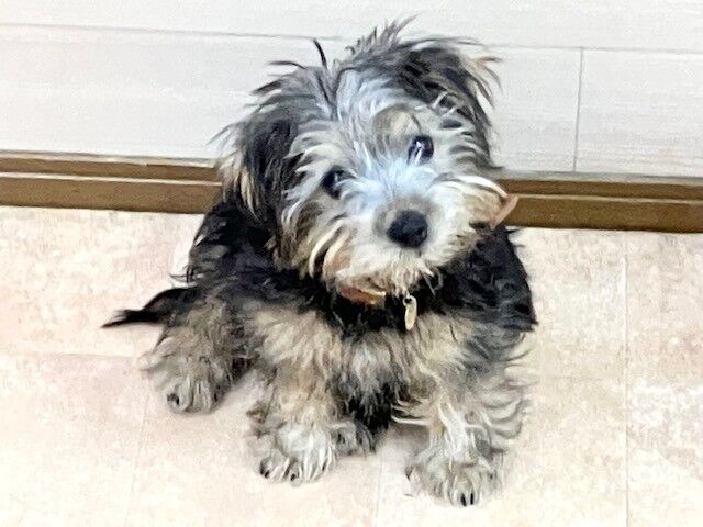 犬のしつけ教室・出張レッスン・無駄吠えの矯正レッスンを行うドッグスクールヴィッセ　新入生紹介～1月26日～