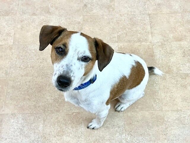 犬のしつけ教室・出張レッスン・無駄吠えの矯正レッスンを行うドッグスクールヴィッセ　新入生紹介～1月27日～