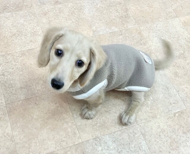 犬のしつけ教室・出張レッスン・無駄吠えの矯正レッスンを行うドッグスクールヴィッセ　新入生紹介