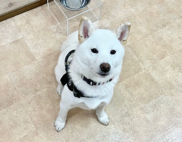 犬のしつけ教室・出張レッスン・無駄吠えの矯正レッスンを行うドッグスクールヴィッセ　新入生紹介