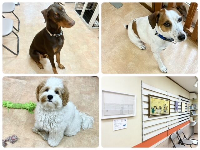 犬のしつけ教室・出張レッスン・無駄吠えの矯正レッスンを行うドッグスクールヴィッセ　今日のわん子達