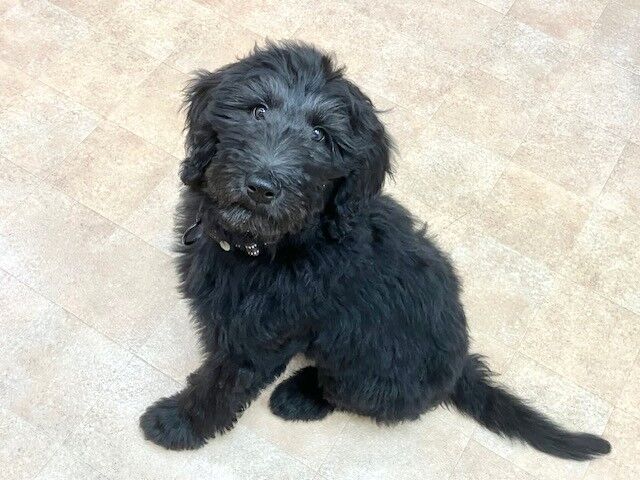 横浜市の犬のしつけ教室・出張レッスン・無駄吠えの矯正レッスンを行うドッグスクールヴィッセ新入生紹介