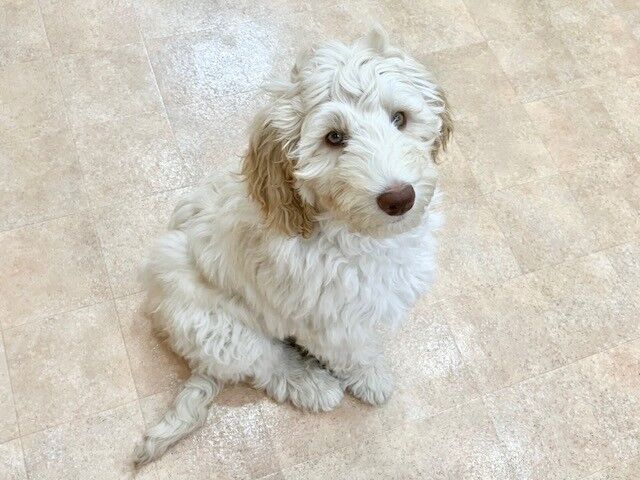横浜市の犬のしつけ教室・出張レッスン・無駄吠えの矯正レッスンを行うドッグスクールヴィッセ新入生紹介