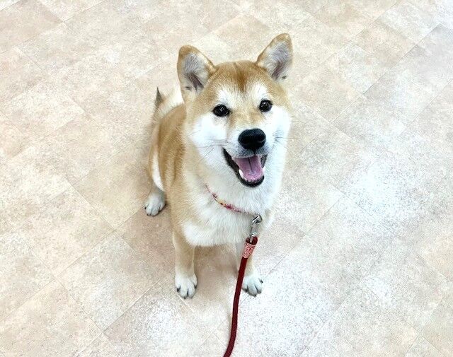横浜市の犬のしつけ教室・出張レッスン・無駄吠えの矯正レッスンを行うドッグスクールヴィッセ新入生紹介