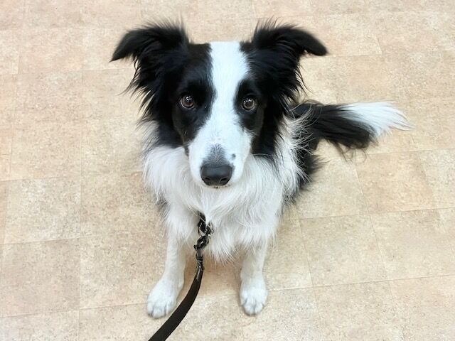 横浜市の犬のしつけ教室・出張レッスン・無駄吠えの矯正レッスンを行うドッグスクールヴィッセ新入生紹介