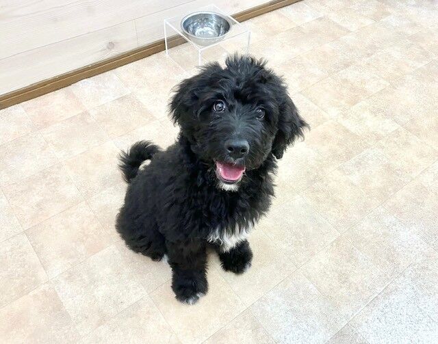 横浜市の犬のしつけ教室・出張レッスン・無駄吠えの矯正レッスンを行うドッグスクールヴィッセの新入生
