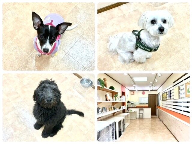 横浜市の犬のしつけ教室・出張レッスン・無駄吠えの矯正レッスンを行うドッグスクールヴィッセ今日のわん子達