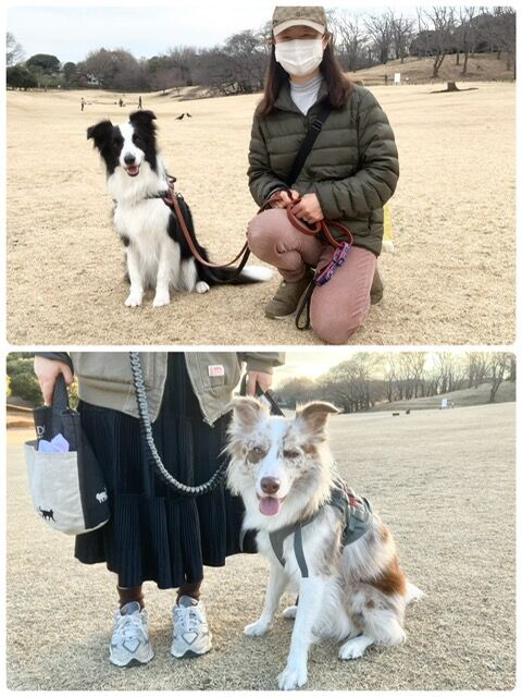 横浜市の犬のしつけ教室・出張レッスン・無駄吠えの矯正レッスンを行うドッグスクールヴィッセ今日のわん子達