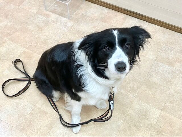 横浜市の犬のしつけ教室・出張レッスン・無駄吠えの矯正レッスンを行うドッグスクールヴィッセの新入生