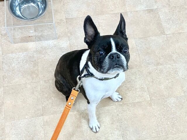横浜市の犬のしつけ教室・出張レッスン・無駄吠えの矯正レッスンを行うドッグスクールヴィッセ新入生紹介