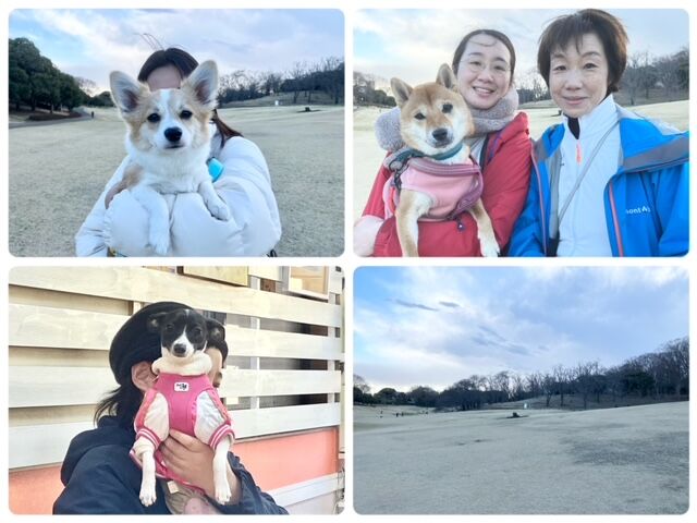 横浜市の犬のしつけ教室・出張レッスン・無駄吠えの矯正レッスンを行うドッグスクールヴィッセの今日のわん子達