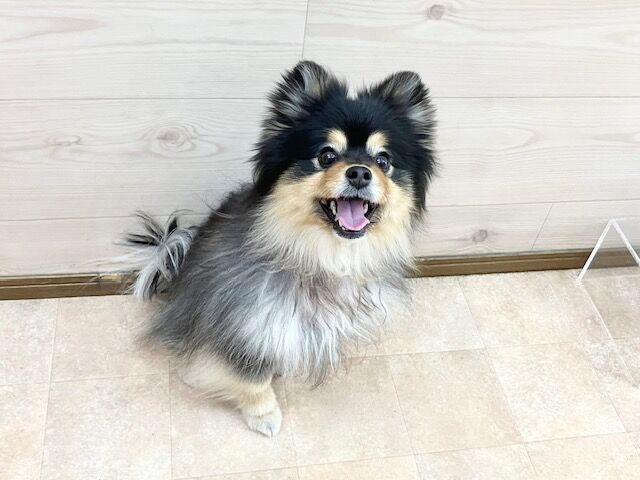 横浜市の犬のしつけ教室・出張レッスン・無駄吠えの矯正レッスンを行うドッグスクールヴィッセ新入生紹介