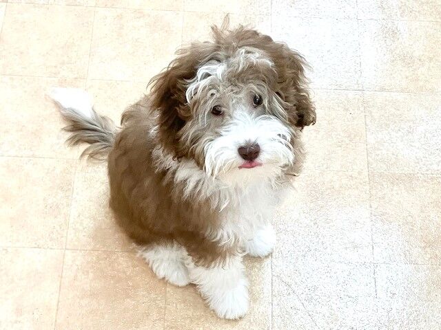 横浜市の犬のしつけ教室・出張レッスン・無駄吠えの矯正レッスンを行うドッグスクールヴィッセ新入生紹介